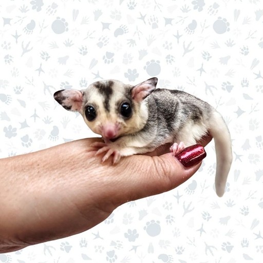 The best place to sell sugar gliders is online.