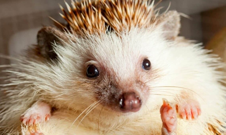 The best way to determine the appropriate size for your hedgehog's cage is to consult with a veterinarian.