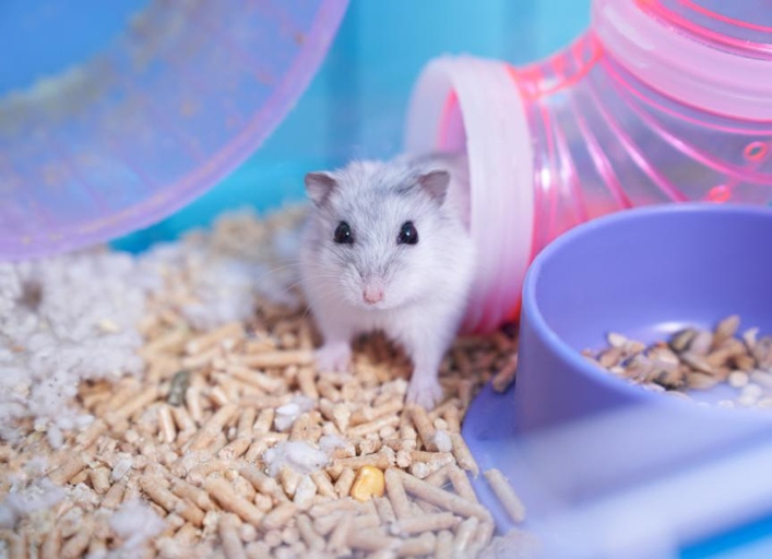 The best way to keep your hamster healthy is to take it to the vet regularly.