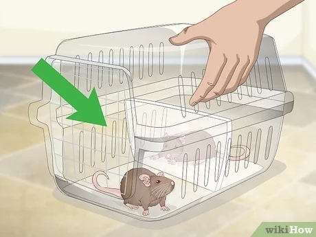 The best way to keep your pet rats and rabbits apart is to have separate cages for each.
