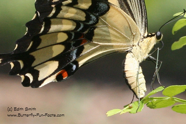 The Black Swallowtail butterfly will lay its eggs on a variety of plants.