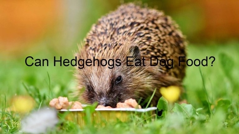 The bottom line is that hedgehogs should not eat dog food.
