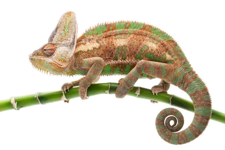 The chameleon is a shy creature that feels safest when hanging upside down from a branch.