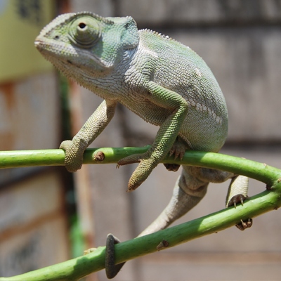 The chameleon may be shaking due to irritation from being in an unfamiliar environment.