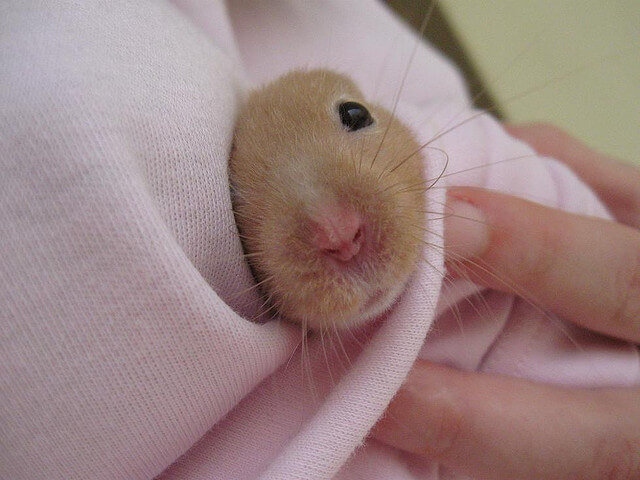 The color of a hamster's teeth can be an indicator of its health.