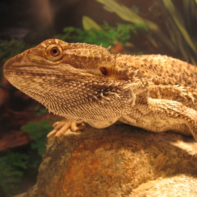 The corn snake and the bearded dragon can live together if their nails are trimmed.
