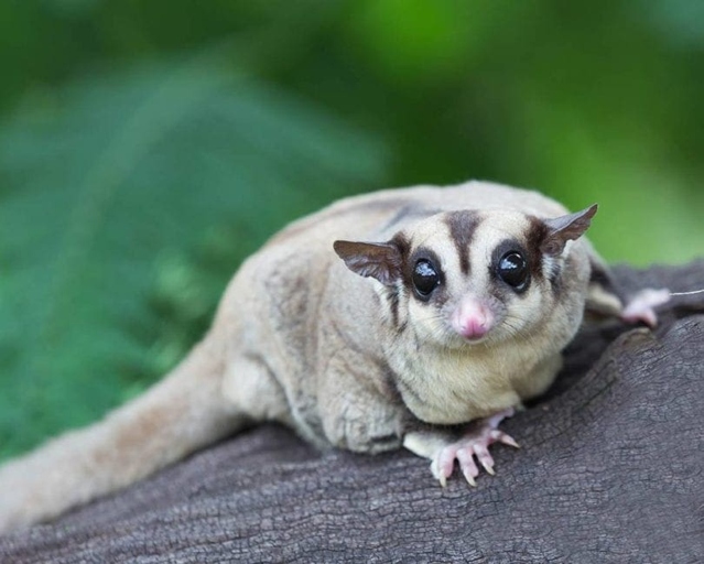 The cost of food for a sugar glider can range from $10 to $30 per month.