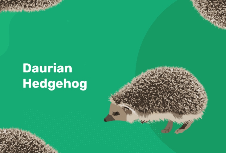 The Daurian hedgehog is a small to medium sized hedgehog.