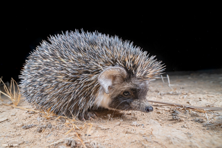 The desert hedgehog is a small mammal.