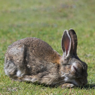 The disease Myxomatosis is a serious threat to rabbits.