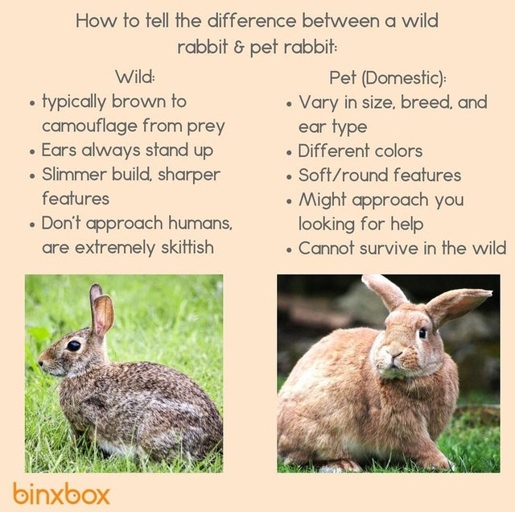 The easiest way to tell the difference between a wild rabbit and a domesticated one is by their behavior.
