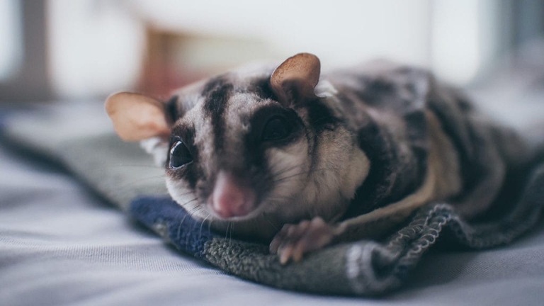 The female sugar glider is stressed because she is not getting enough food.