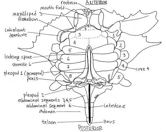 The gonopores are the openings on the underside of the crab's abdomen where the legs attach.