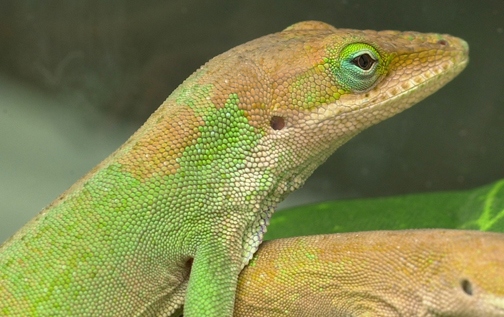 The green anole can change its color to brown for a variety of reasons, including temperature.