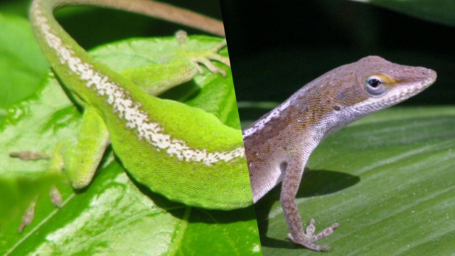 The green anole can turn brown for a variety of reasons, including temperature, stress, and illness.