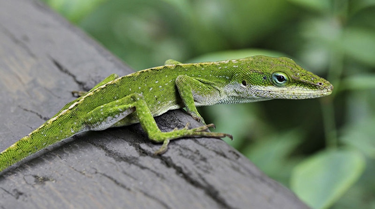The green anole is a small, quick lizard that is common in the southeastern United States.