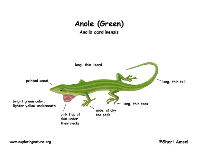 The green anole is a small, thin lizard with a long tail and a pointed snout.