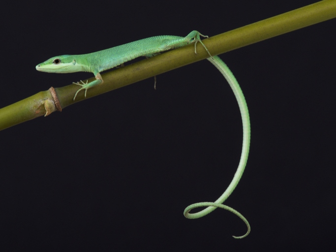 The green anole is a small, thin lizard with a long tail.