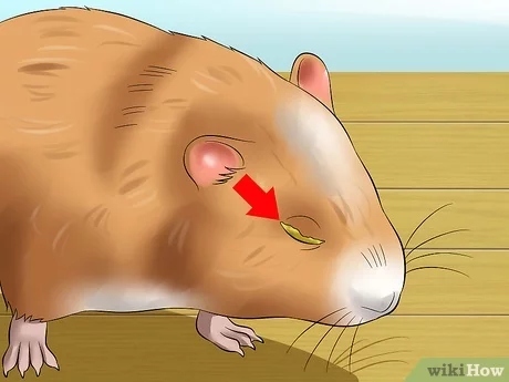 The hamster may have a foreign object in its eye.