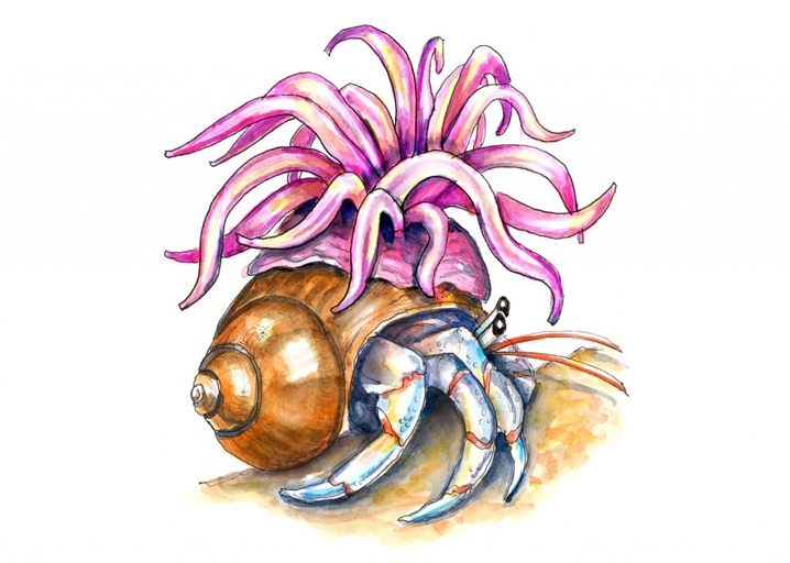 The hermit crab and sea anemone have a special relationship.