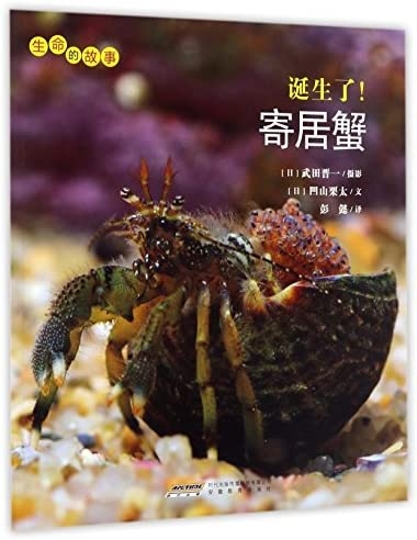 The hermit crab is born without a shell and must find one to protect its soft abdomen.