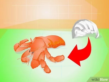 The hermit crab may be dead if it is outside of its shell.