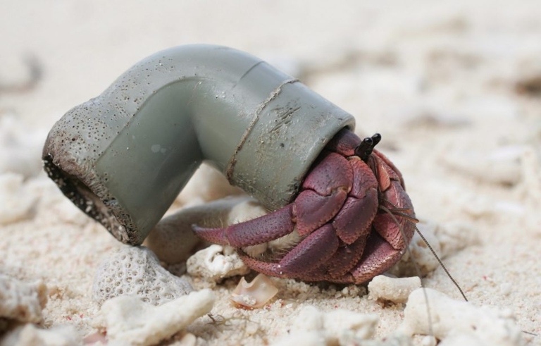 The hermit crab might have fallen.