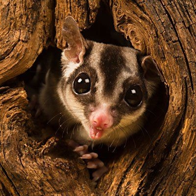 The life span of a sugar glider is about 10-15 years, while the life span of a flying squirrel is about 6-8 years.