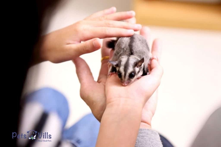 The lifespan of a sugar glider is about 10-15 years.