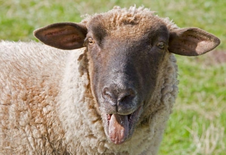 The main reason for a noisy sheep is usually hunger.