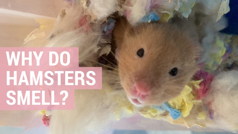 The main reason your hamster smells like fish is because of poor cage cleanliness.
