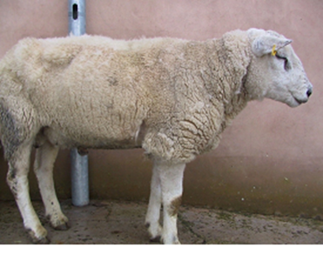 The most common cause of sheep coughing is pneumonia.