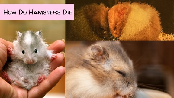 The most common reason for a hamster to stop moving is unfortunately death.