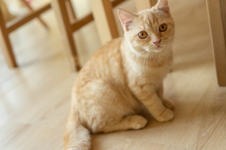 The most common reason for a kitten to smell like poop is because they have dirty litter.