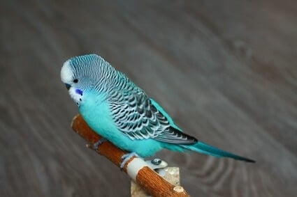 The most common reason for budgie fighting is jealousy.