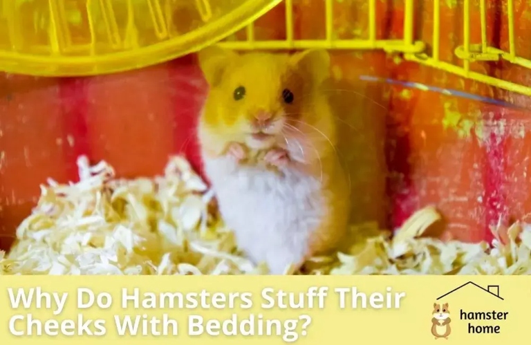 The most common reason for hamsters stuffing their cheeks is to store food.