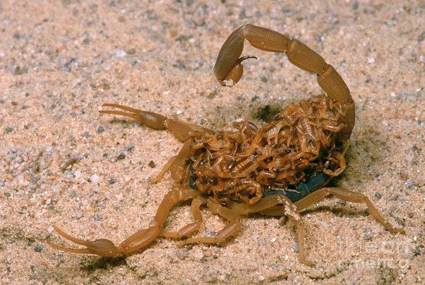 The mother scorpion will eat her babies as a last resort if she is unable to find food.