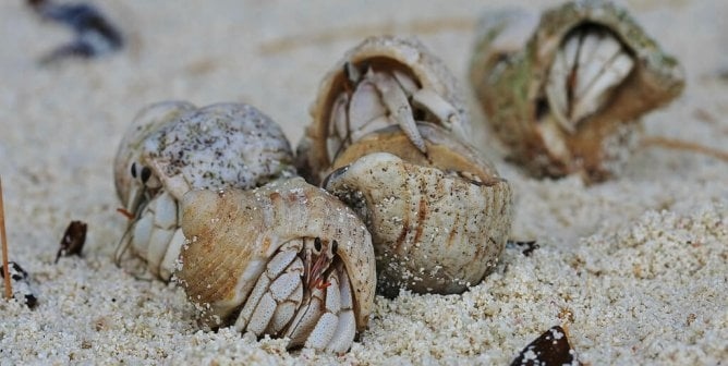 The optimal number of hermit crabs to keep together is between 3 and 6.