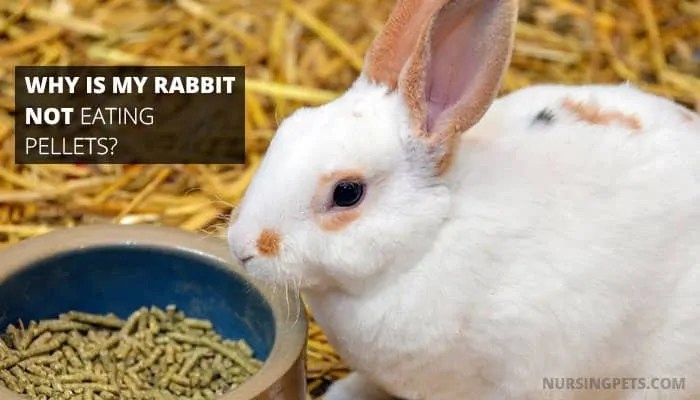The rabbit may not be hungry if it is not eating pellets.