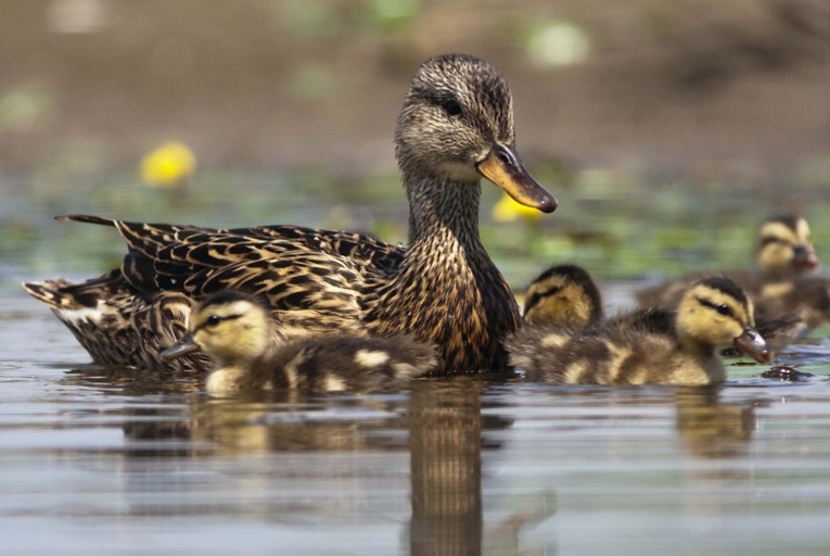 The reason female ducks are normally the loudest is because they are trying to attract mates.