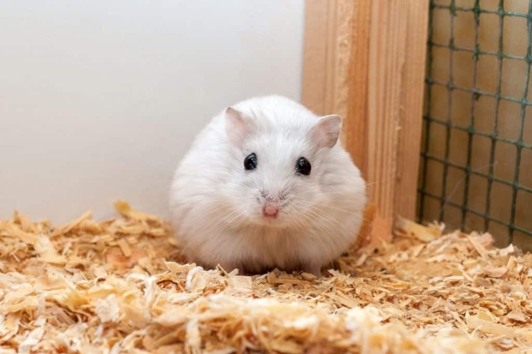 The reason your hamster may be pooping on you is because they are young and still getting used to their environment.