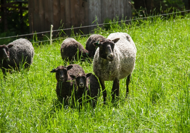 The sheep are most likely following their natural instinct to flock.