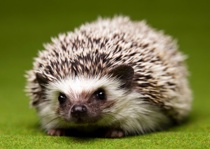 The short sentence would be: Hedgehogs are not considered exotic pets in America.
