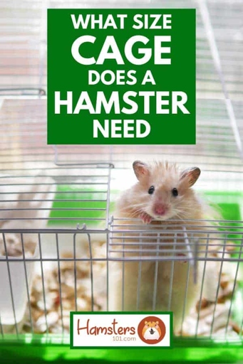 The size of the cage is important, as hamsters need at least 2 square feet of floor space.