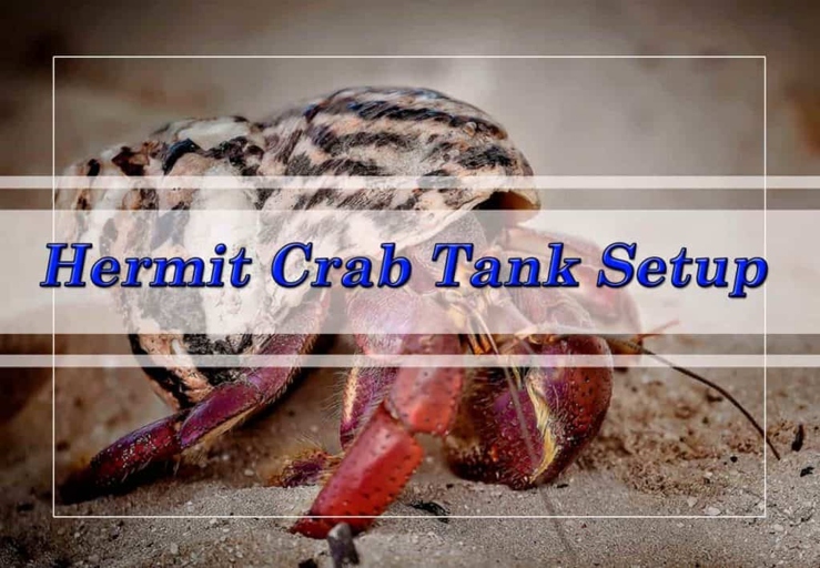 The size of the tank depends on the number of hermit crabs.