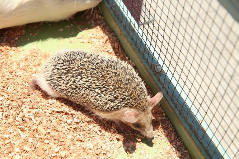 The size of your hedgehog's cage should allow for plenty of room to move around and explore.