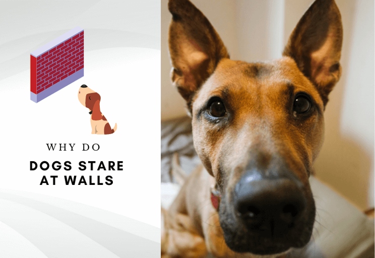 The solution to this problem is to figure out why your dog is staring at the wall in the first place.