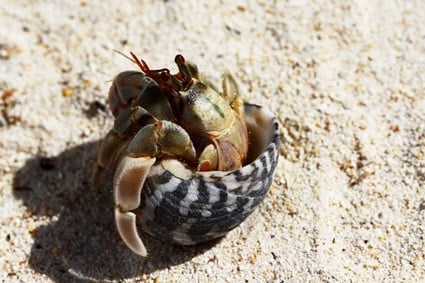 The sound of a hermit crab chirping can be a warning to other crabs nearby that they are entering into another crab's territory.