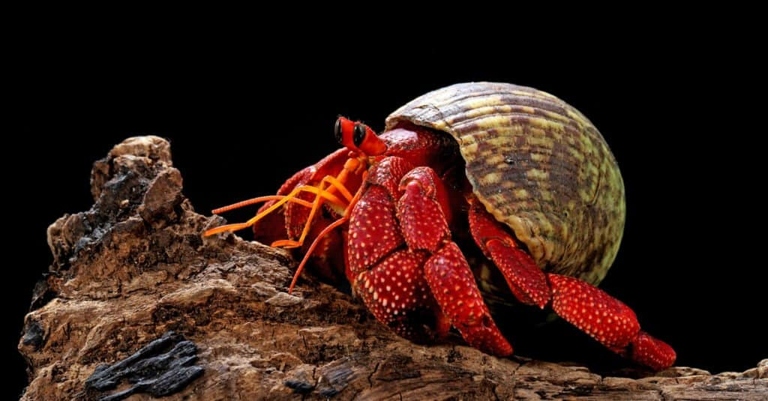 The Strawberry Hermit Crab is a species of hermit crab that can live on land.