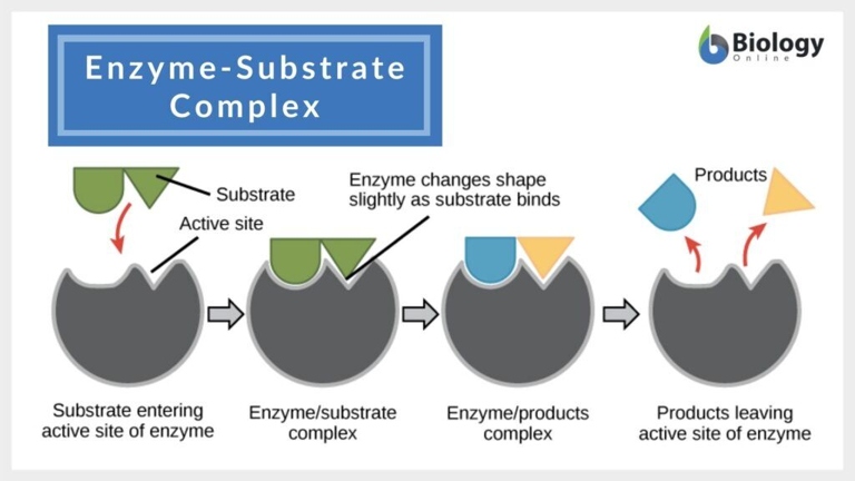 The substrate is the original material on which something is grown or formed.